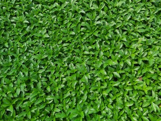 In the golden green button trees cover the ground.