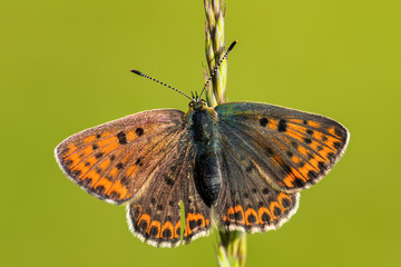 Sooty Copper butterfly - Lycaena tityrus, beautiful colored butterfly from European meadows and grasslands, Zlin, Czech Republic.