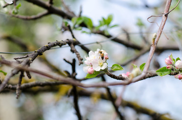 The bees in Spring when the bouquets of May flowers bloom and the bees work to collect the nectar and make honey.