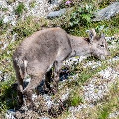 Bouquetin dans les Alpes