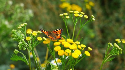 A butterfly eats nectar on a tansy flower