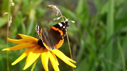  Admiral butterfly on a yellow flower.