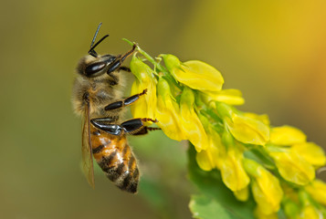 honey bee on yellow flowers