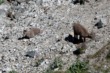 Bouquetin dans les Alpes
