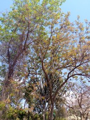 Obraz premium trees in autumn