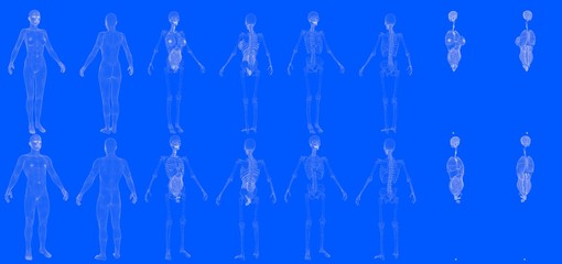 Set of 16 x-ray wireframe renders of male and female body with skeleton and internal organs isolated - cg detailed medical 3D illustration in blueprint style