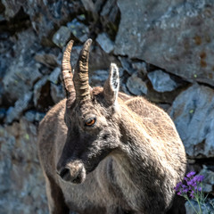 Bouquetin dans les Alpes