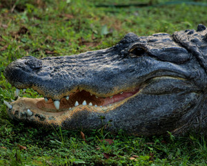 smiling alligator