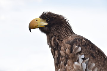 Sea eagle portrait and white clouds as background