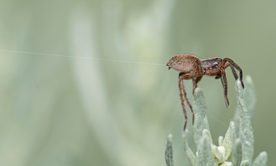 Spider shooting out a web