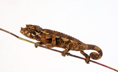 young Jackson's chameleon - junges Dreihornchamäleon / Jacksons Chamäleon (Trioceros jacksonii xantholophus) © bennytrapp