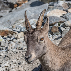 Bouquetin dans les Alpes