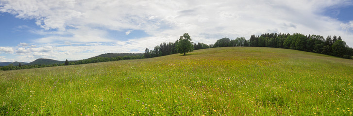 Panorama of a solitary tree on a hill in the Sumava Region, near the Stanova Hora Mountain, Czech Republik
