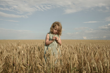 Naklejka na ściany i meble Little girl in a wheat field admires a spike