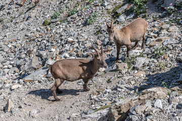 Bouquetin dans les Alpes