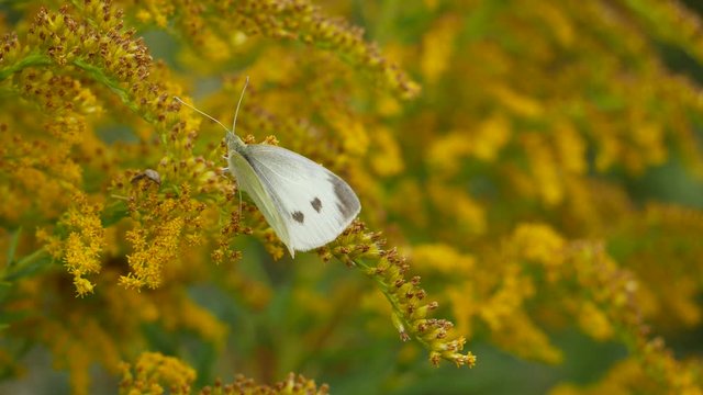 Pieris brassicae on a goldenrod flower.