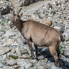 Bouquetin dans les Alpes