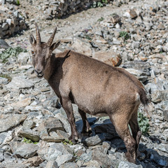 Bouquetin dans les Alpes