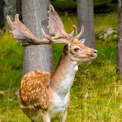 Fallow Deer buck (Dama dama) with growing antlers in beautiful pose on the edge of the forest in...