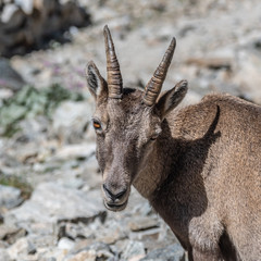 Bouquetin dans les Alpes