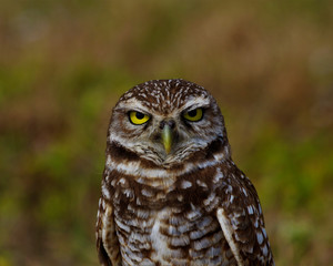 Owl looking at you