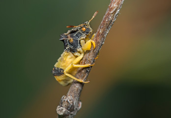 Ambush bug on a stick