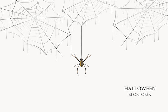A black spider hangs on a web. Scary spiderweb of halloween symbol. Realistic  silhouette.Vector illustration.