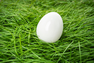 white chicken egg lies in the green grass