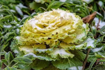 Green snow covered head of ornamental kale. - Powered by Adobe