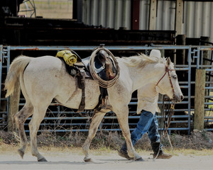 Horse at