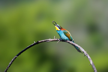 Abejaruco Europeo.(Merops apiaster)