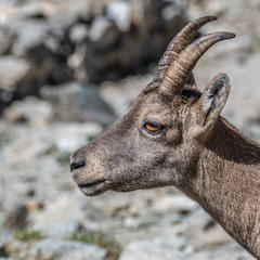 Bouquetin dans les Alpes