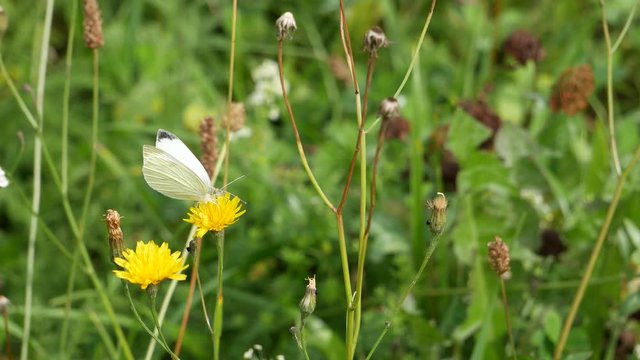 Pieris brassicae on a yellow flower..