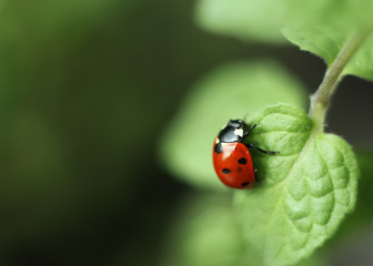 ladybird on a leaf