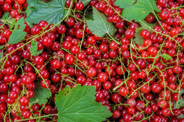 Close-up top view to background made from heap of fresh ripe red currant berries and green leaves.