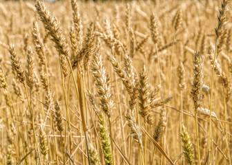 Wheat field with ripening ears of golden wheat at sunny summer day before harvesting. Rural scenery under shining sunlight. Selective focus with shallow depth of field.
