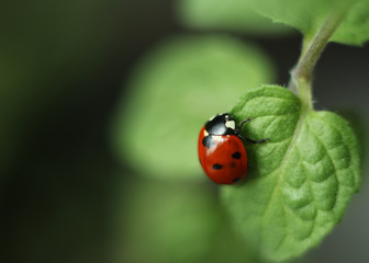 ladybird on a leaf