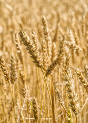 Wheat field with ripening ears of golden wheat at sunny summer day before harvesting. Rural scenery under shining sunlight. Selective focus with shallow depth of field.