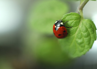 ladybird on a leaf
