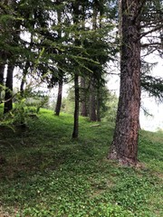 bosco montagna foresta pino larice abete 