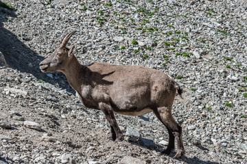 Bouquetin dans les Alpes