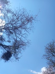 tree and sky