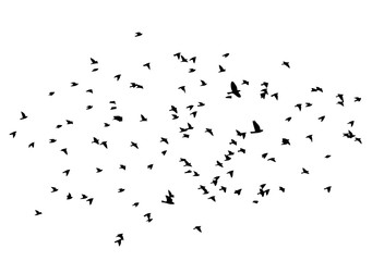 A flock of flying birds. Vector illustration