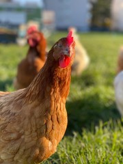 Free Range chicken on green grass