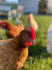 Free Range chicken on green grass