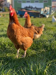 Free Range chicken on green grass
