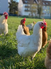 Free Range chicken on green grass