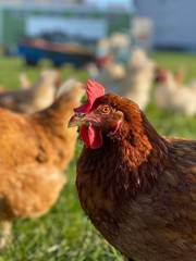 Free Range chicken on green grass