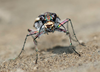 Close up of a tiger beetle