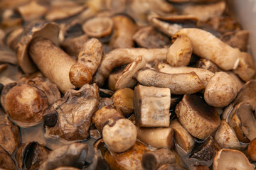 Closeup pickled boletus mushrooms in a plastic bucket at the fair. Altai salted mushrooms - maslyata.